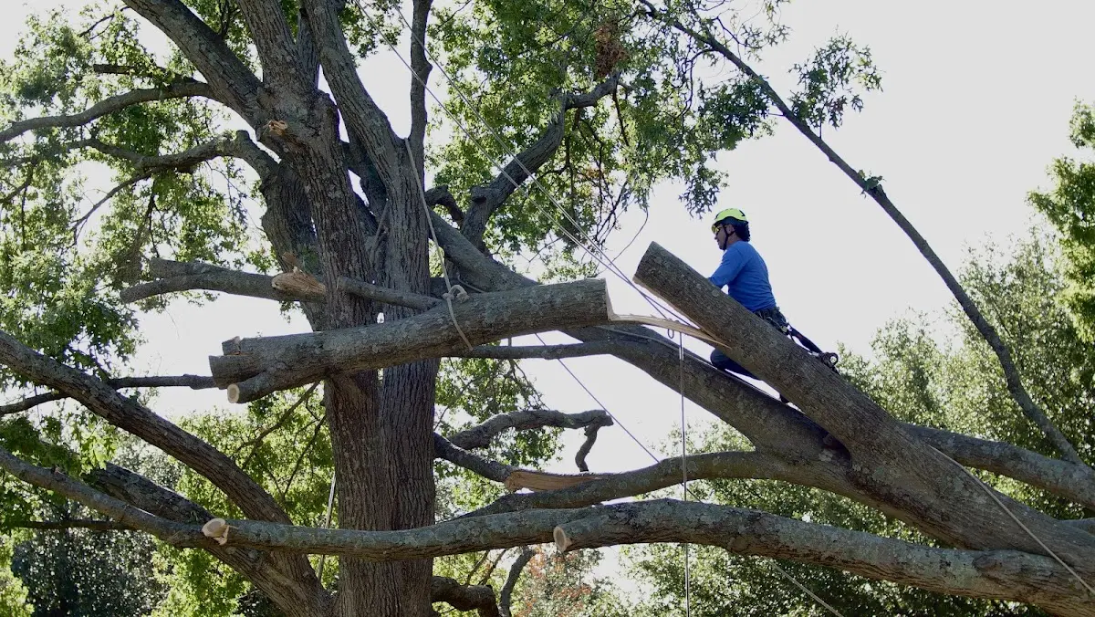 Professional Crown Thinning performed by certified arborists in Manning